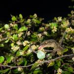 Mokohinau Gecko (Mokohinau Islands). <a href="http://edinz.com/">© Edin Whitehead</a>