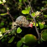 Mokohinau Gecko (Mokohinau Islands). <a href="http://edinz.com/">© Edin Whitehead</a>