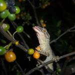 Mokohinau Gecko (Mokohinau Islands). <a href="http://edinz.com/">© Edin Whitehead</a>