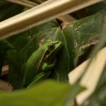 Green and Golden Bell Frog <a href="https://www.instagram.com/joelknightnz/">© Joel Knight</a>