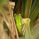 Green and Golden Bell Frog <a href="https://www.instagram.com/joelknightnz/">© Joel Knight</a>