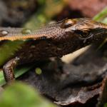 Ornate Skink (Wellington) <a href="https://www.instagram.com/joelknightnz/">© Joel Knight</a>