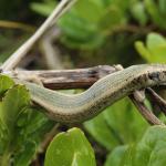 Pale Northern Spotted Skink (Matiu Somes Island, Wellington) <a href="https://www.instagram.com/joelknightnz/">© Joel Knight</a>