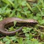 Copper skink (Wellington) <a href="https://www.instagram.com/joelknightnz/">© Joel Knight</a>