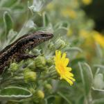 Northern Spotted Skink (Matiu Somes Island, Wellington) <a href="https://www.instagram.com/joelknightnz/">© Joel Knight</a>