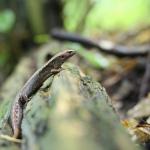 Ornate Skink (Wellington) <a href="https://www.instagram.com/joelknightnz/">© Joel Knight</a>