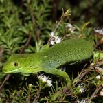 Barking Gecko (Wellington) <a href="https://www.instagram.com/joelknightnz/">© Joel Knight</a>