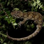 Ngahere gecko (Wellington) <a href="https://www.instagram.com/joelknightnz/">© Joel Knight</a>
