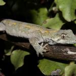 Ngahere gecko (Wellington) <a href="https://www.instagram.com/joelknightnz/">© Joel Knight</a>