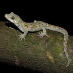 Ngahere gecko (Wellington) <a href="https://www.instagram.com/joelknightnz/">© Joel Knight</a>