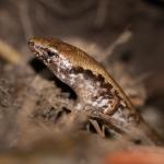 Marbled skink (Poor Knights Islands). <a href="http://edinz.com/">© Edin Whitehead</a>