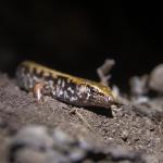 Marbled skink (Poor Knights Islands). <a href="http://edinz.com/">© Edin Whitehead</a>