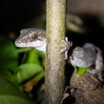 Poor Knights Gecko (Poor Knights Islands). <a href="http://edinz.com/">© Edin Whitehead</a>