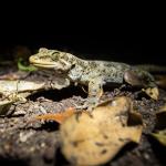 Northern Duvaucel's Gecko (Poor Knights Islands). <a href="http://edinz.com/">© Edin Whitehead</a>