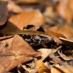 Marbled skink (Poor Knights Islands). <a href="http://edinz.com/">© Edin Whitehead</a>