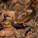 Marbled skink (Poor Knights Islands). <a href="http://edinz.com/">© Edin Whitehead</a>