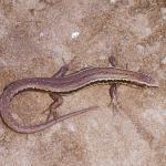 Hawke's Bay Skink (Cape Kidnappers, Hawke's Bay). © Mike Lusk