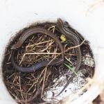 Hawke's Bay Skink caught during surveys (Cape Kidnappers, Hawke's Bay). © Mike Lusk