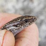 Hawke's Bay Skink handled during a survey (Cape Kidnappers, Hawke's Bay). © Mike Lusk