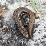 Hawke's Bay Skink (Cape Kidnappers, Hawke's Bay). © Mike Lusk