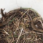 Hawke's Bay Skink with a northern grass skink caught during surveys (Cape Kidnappers, Hawke's Bay). © Mike Lusk