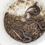 Hawke's Bay Skink caught during surveys (Cape Kidnappers, Hawke's Bay). © Mike Lusk