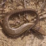 Hawke's Bay Skink (Cape Kidnappers, Hawke's Bay). © Mike Lusk