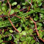 Jewelled Gecko (Central Otago) <a href="https://www.instagram.com/joelknightnz/">© Joel Knight</a>