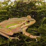 Green and Golden Bell Frog <a href="https://www.instagram.com/joelknightnz/">© Joel Knight</a>