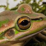 Green and Golden Bell Frog <a href="https://www.instagram.com/joelknightnz/">© Joel Knight</a>