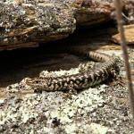 Otago skink (Western Form) <a href="https://www.instagram.com/joelknightnz/">© Joel Knight</a>