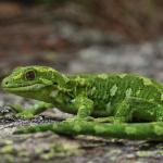 Jewelled Gecko (Central Otago) <a href="https://www.instagram.com/joelknightnz/">© Joel Knight</a>