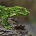 Jewelled Gecko (Central Otago) <a href="https://www.instagram.com/joelknightnz/">© Joel Knight</a>