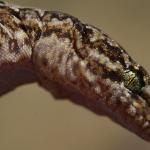Schist gecko (Central Otago) <a href="https://www.instagram.com/joelknightnz/">© Joel Knight</a>
