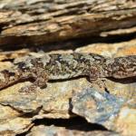 Schist gecko (Central Otago) <a href="https://www.instagram.com/joelknightnz/">© Joel Knight</a>