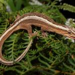 Southern striped gecko in fernland habitat (Te Pākeka / Maud Island, Marlborough Sounds). <a href="https://www.instagram.com/nickharker.nz/">© Nick Harker</a>