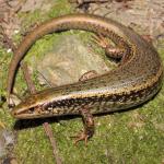 Large female northern spotted skink in coastal forest (Motuara Island, Marlborough Sounds). <a href="https://www.instagram.com/nickharker.nz/">© Nick Harker</a>