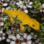 Xanthochromic Marlborough green gecko (Queen Charlotte Sound, Marlborough). <a href="https://www.instagram.com/nickharker.nz/">© Nick Harker</a>