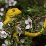 Xanthochromic Marlborough green gecko (Queen Charlotte Sound, Marlborough). <a href="https://www.instagram.com/nickharker.nz/">© Nick Harker</a>