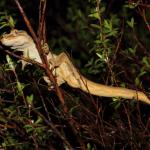 Southern striped gecko in Manuka (Queen Charlotte Sound, Marlborough Sounds). <a href="https://www.instagram.com/nickharker.nz/">© Nick Harker</a>