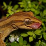 Southern striped gecko licking snout (Queen Charlotte Sound, Marlborough Sounds). <a href="https://www.instagram.com/nickharker.nz/">© Nick Harker</a>