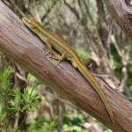 Southern striped gecko in Kanuka (Queen Charlotte Sound, Marlborough Sounds). <a href="https://www.instagram.com/nickharker.nz/">© Nick Harker</a>