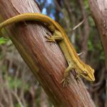 Southern striped gecko in Kanuka (Queen Charlotte Sound, Marlborough Sounds). <a href="https://www.instagram.com/nickharker.nz/">© Nick Harker</a>