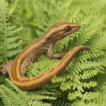 Southern striped gecko in fernland (Queen Charlotte Sound, Marlborough Sounds). <a href="https://www.instagram.com/nickharker.nz/">© Nick Harker</a>