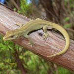 Southern striped gecko in Kanuka (Queen Charlotte Sound, Marlborough Sounds). <a href="https://www.instagram.com/nickharker.nz/">© Nick Harker</a>