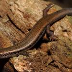 Northern spotted skink climbing in coastal forest (Te Kakaho Island, Marlborough Sounds). <a href="https://www.instagram.com/nickharker.nz/">© Nick Harker</a>