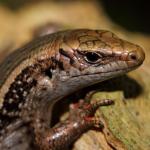 Northern spotted skink head detail (Te Kakaho Island, Marlborough Sounds). <a href="https://www.instagram.com/nickharker.nz/">© Nick Harker</a>