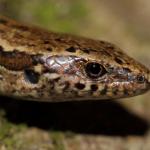 Glossy-brown skink head detail (Te Kakaho Island, Marlborough Sounds). <a href="https://www.instagram.com/nickharker.nz/">© Nick Harker</a>