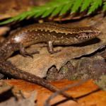 Glossy-brown skink on leaf-litter (Te Kakaho Island, Marlborough Sounds). <a href="https://www.instagram.com/nickharker.nz/">© Nick Harker</a>