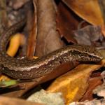 Glossy-brown skink on leaf-litter (Te Kakaho Island, Marlborough Sounds). <a href="https://www.instagram.com/nickharker.nz/">© Nick Harker</a>